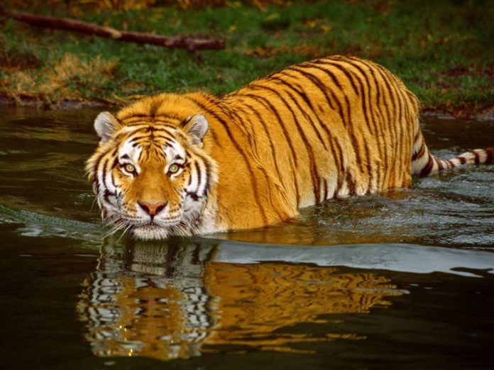 Tiger of Sundarbans / Sunderbans