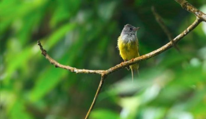 Bird in Pedong