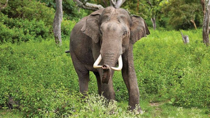 Saranda Forest elephant