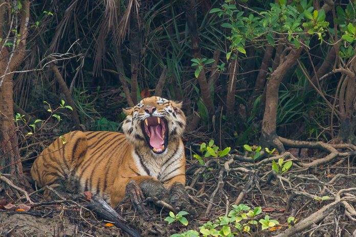 Sundarban Bangladesh