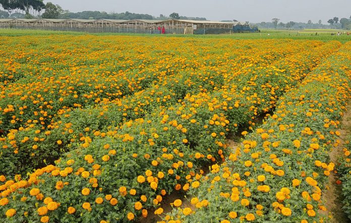 Jhikargacha Godkhali Bangladesh